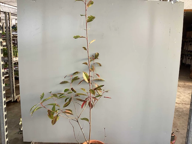 10 photinia 80-100 - afbeelding 1 van  2