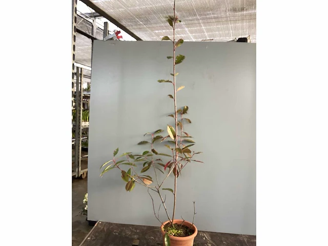 10 photinia 80-100 - afbeelding 2 van  2