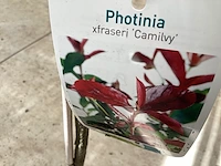 10 photinia - afbeelding 1 van  2