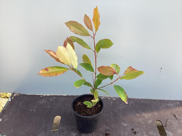 10 photinia - afbeelding 1 van  1