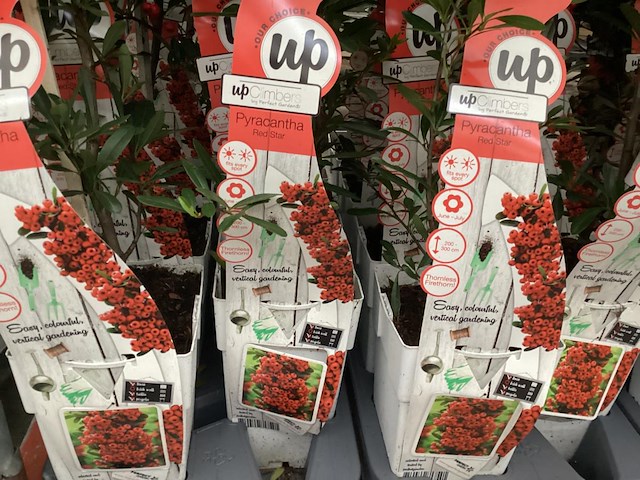 10 piracantha - afbeelding 1 van  2