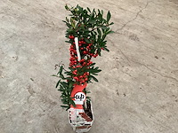 10 piracantha - afbeelding 2 van  2