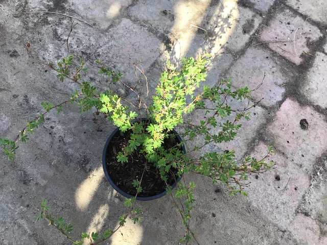 10 potentilla wit - afbeelding 1 van  1