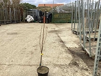 10 prunus amanogawa - afbeelding 1 van  4