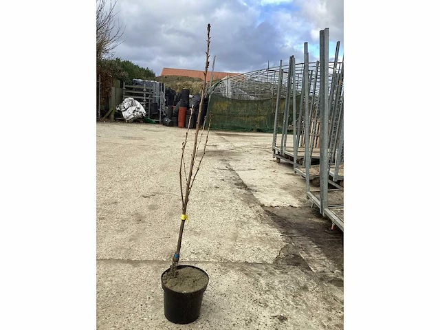 10 prunus amanogawa - afbeelding 2 van  4