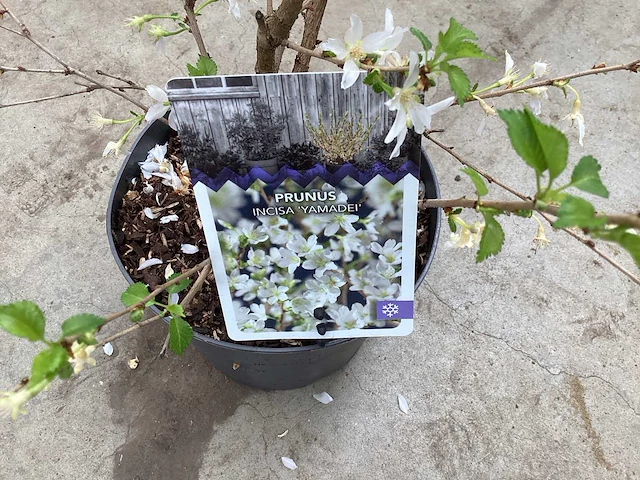 10 prunus incisa yamadei - afbeelding 2 van  2