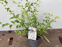 10 prunus incisa - afbeelding 1 van  2