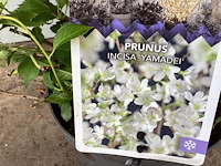 10 prunus incisa - afbeelding 2 van  2