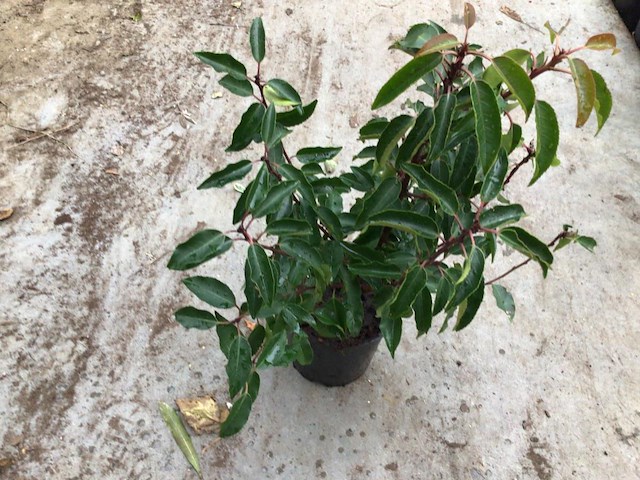 10 prunus lucitanica 80-100 - afbeelding 1 van  1