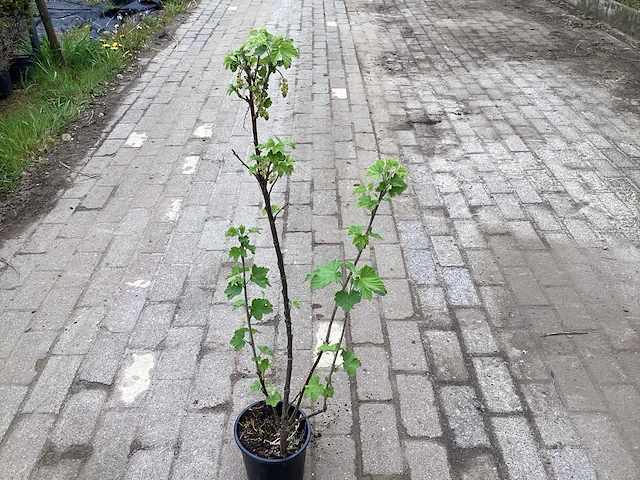 10 rode bessenstruiken - afbeelding 2 van  3