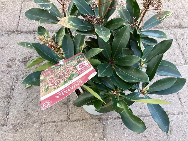10 rode skimmia - afbeelding 1 van  2