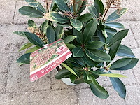 10 rode skimmia - afbeelding 1 van  2
