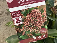 10 rode skimmia - afbeelding 2 van  2