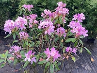 10 rododendron ponticum 100-120 - afbeelding 1 van  2