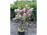 10 rododendron ponticum 100-120 - afbeelding 2 van  2