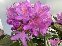 10 rododendron ponticum 80-100 - afbeelding 3 van  3