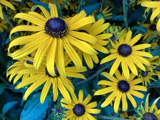 10 rudbeckia - afbeelding 1 van  1