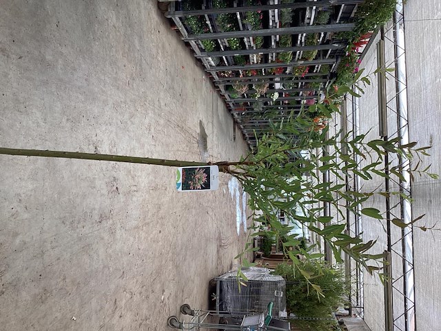 10 salixstam - afbeelding 2 van  2