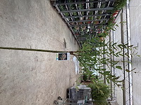 10 salixstam - afbeelding 2 van  2