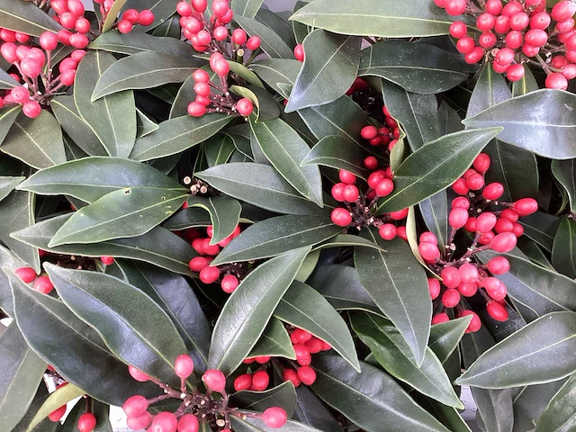 10 skimmia revisiana - afbeelding 1 van  2