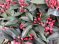 10 skimmia revisiana