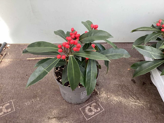 10 skimmia revisiana - afbeelding 2 van  2