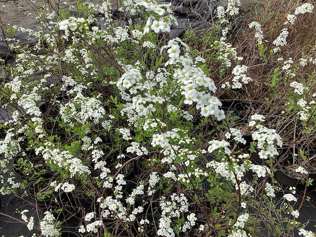 10 spirea arguta - afbeelding 1 van  1