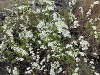 10 spirea arguta - afbeelding 1 van  1