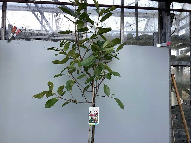10 stamroos, 10 salixstam, 10 photiniastam - afbeelding 4 van  8