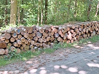 10 stère berk, wilg - afbeelding 1 van  1