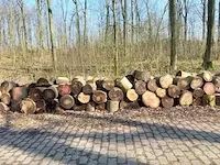 10 stère hardhout