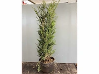 10 taxus 100-120 - afbeelding 2 van  2