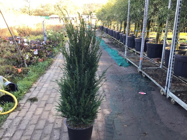 10 taxus 130-150 - afbeelding 1 van  2
