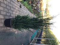 10 taxus 130-150 - afbeelding 2 van  2
