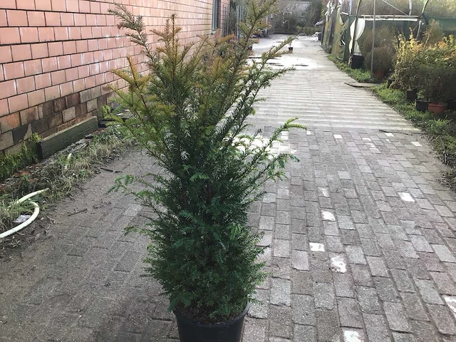 10 taxus 140-160 - afbeelding 1 van  2