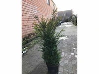 10 taxus 140-160 - afbeelding 2 van  2