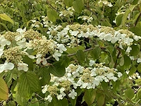 10 viburnum plicatum - afbeelding 3 van  4