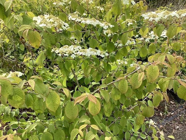 10 viburnum plicatum - afbeelding 4 van  4