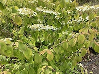 10 viburnum plicatum - afbeelding 4 van  4