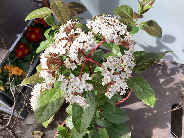 10 viburnum tinus - afbeelding 1 van  2