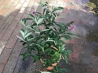 10 vlinderstruiken verschillende kleuren - afbeelding 2 van  2