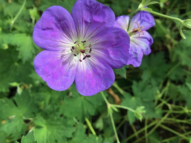 10 winterharde geraniums - afbeelding 2 van  2