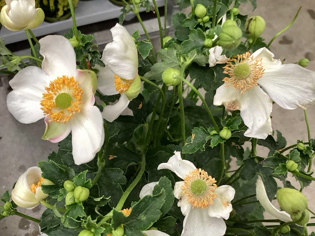 10 witte anemone - afbeelding 3 van  3