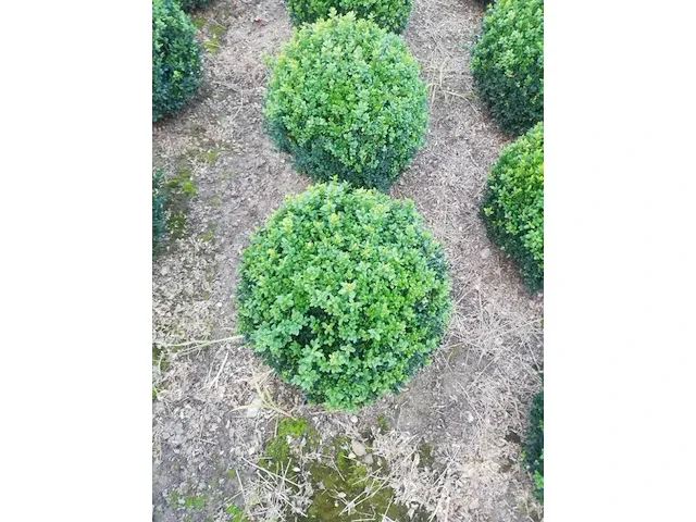 10 x buxus bol - afbeelding 1 van  3
