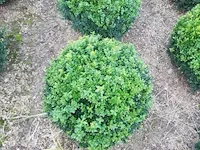 10 x buxus bol