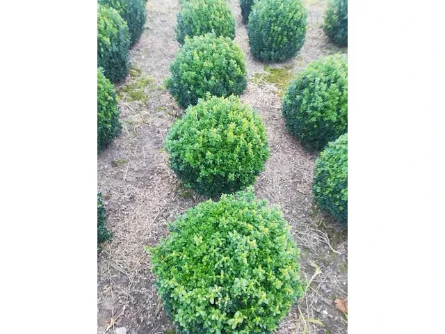 10 x buxus bol - afbeelding 2 van  3