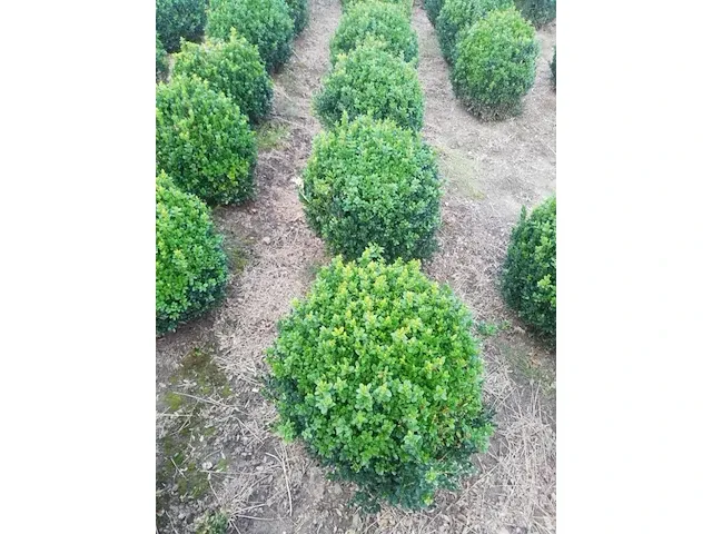 10 x buxus bol - afbeelding 3 van  3