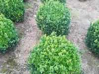 10 x buxus bol - afbeelding 3 van  3