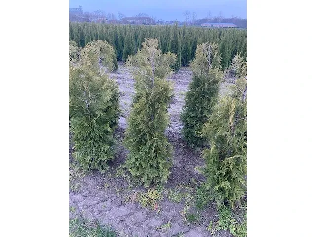 10 x thuja brabant - afbeelding 1 van  2