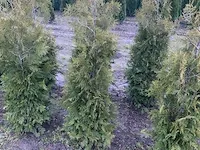 10 x thuja brabant - afbeelding 1 van  2